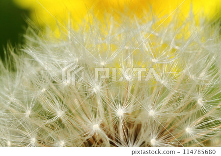 蒲公英的垃圾箱 蒲公英的垃圾箱 114785680