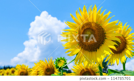 向日葵（津南向日葵廣場） 114785701