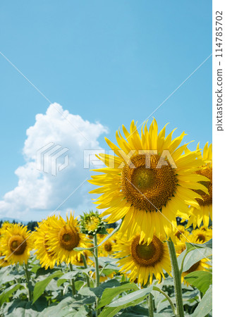 向日葵(津南向日葵廣場) 向日葵(津南向日葵廣場) 114785702