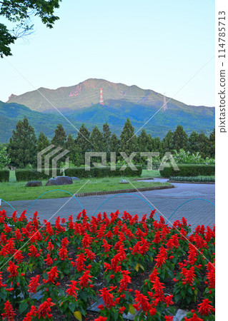 鮮紅的鼠尾草花，晨光下的山脈，赤城高原的清晨風景 114785713