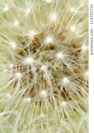 棉帽裡面 114785720