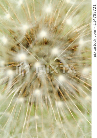 Inside the Cotton Hat 114785721