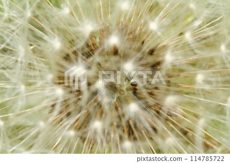 Inside the Cotton Hat 114785722