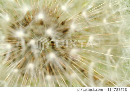 Inside the Cotton Hat 114785728