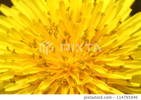 Close-up of a yellow dandelion Close-up of a yellow dandelion 114785846