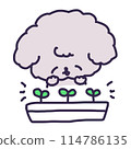 Illustration of sprouted two leaves in a planter and a cute toy poodle puppy 114786135
