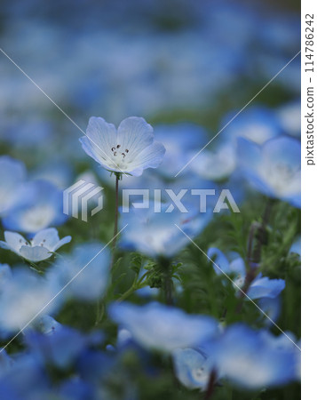藍色 nemophila 領域 114786242
