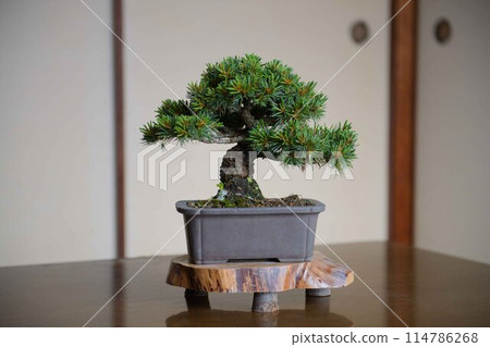 盆景（松樹） 114786268