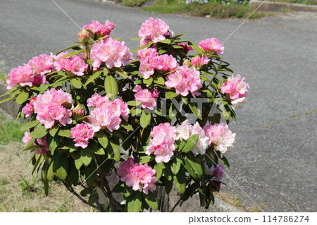Rhododendron 114786274