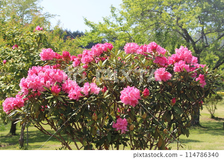 Rhododendron 114786340