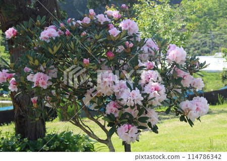 Rhododendron 114786342