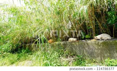 Three stray cats eating food Three stray cats eating food 114786377