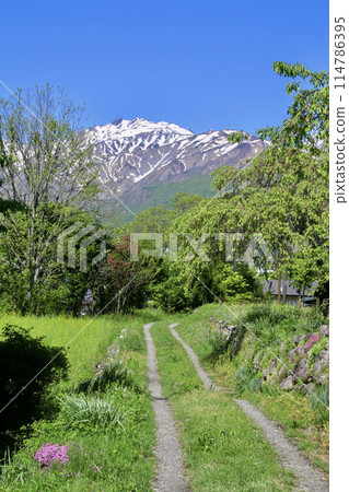 Rice field path and the Alps (Hakuba Village, Nagano Prefecture) 114786395