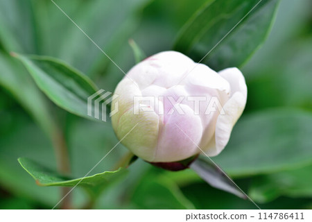 Peony, the epitome of beauty 114786411