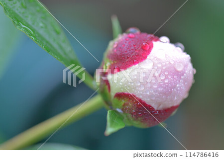 Peony, the epitome of beauty 114786416