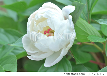 Peony, the epitome of beauty 114786417