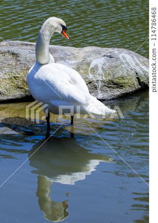 Scenery of a pond with swans in Shikano Town, Tottori Prefecture 114786468