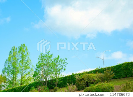 Enveloped in fresh green air Enveloped in fresh green air 114786673