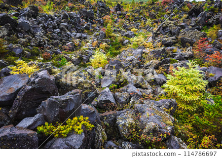 Lava formations and yellow leaves [Onioshidashi Garden] 114786697