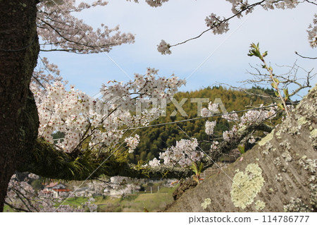 Cherry Blossoms Cherry Blossoms 114786777