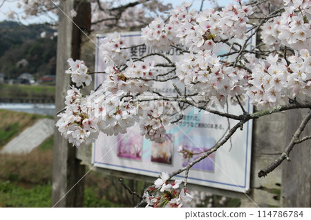 Cherry Blossoms Cherry Blossoms 114786784