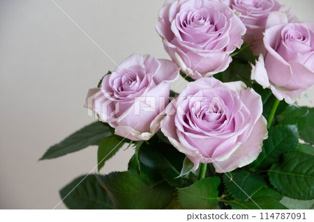 Purple Rose Purple Rose 114787091