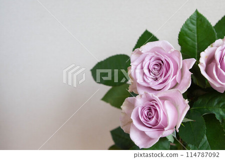 Purple Rose 114787092