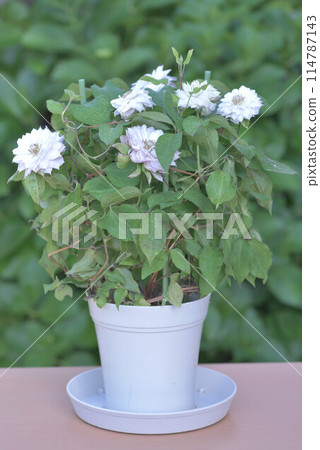 Clematis, the queen of vines Clematis, the queen of vines 114787143