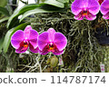 "The Exotic Charm of Orchids: From the Tropical Forest to Your Garden" 114787174