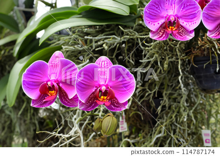 "The Exotic Charm of Orchids: From the Tropical Forest to Your Garden" 114787174