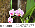 "The Exotic Charm of Orchids: From the Tropical Forest to Your Garden" 114787177