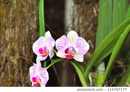 "The Exotic Charm of Orchids: From the Tropical Forest to Your Garden" 114787177