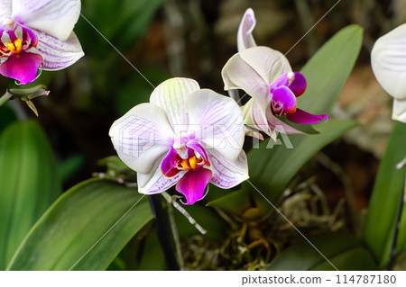 "The Exotic Charm of Orchids: From the Tropical Forest to Your Garden" "The Exotic Charm of Orchids: From the Tropical Forest to Your Garden" 114787180
