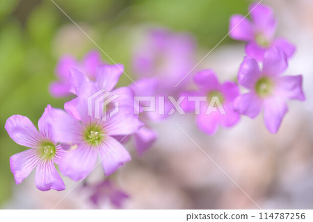 Wildflowers, Purple Oxalis Wildflowers, Purple Oxalis 114787256