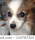 Cute papillon 114787324