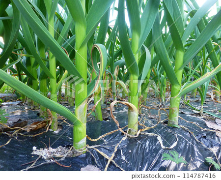 Photo of healthy vegetable/garlic field (home garden) Photo of healthy vegetable/garlic field (home garden) 114787416