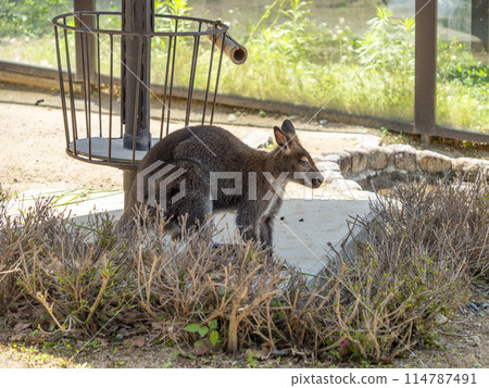 小袋鼠在動物園裡 小袋鼠在動物園裡 114787491