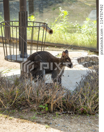 小袋鼠在動物園裡 小袋鼠在動物園裡 114787492