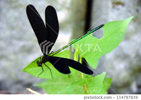 蜻蜓把翅膀停在水邊 114787839