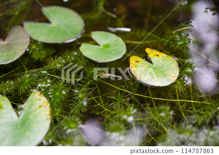 青鱂生境 青鱂生境 114787863