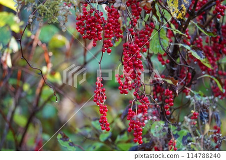 Bright red fruit of autumn: Korean Schisandra 114788240