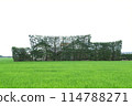 Tsukijimatsu, which stands out against the rice fields, is a traditional culture of the Izumo Plain in Shimane Prefecture 114788271