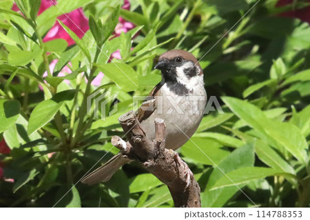 Sparrow Ecology Sparrow Ecology 114788353
