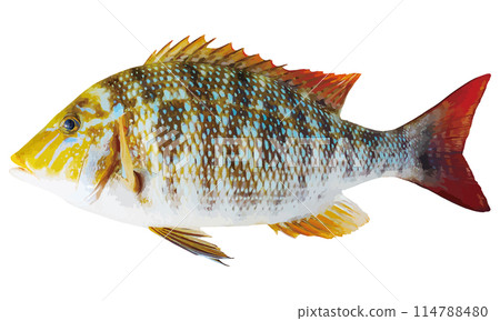 A realistic cut-out illustration of a beautiful saltwater fish, Hamafuefuki, with a clear body color, on a white background A realistic cut-out illustration of a beautiful saltwater fish, Hamafuefuki, with a clear body color, on a white background 114788480