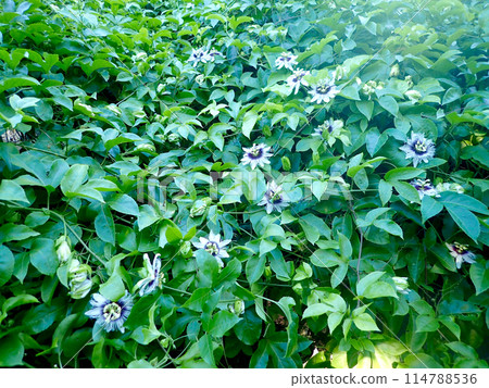 Passion fruit flowers in full bloom Passion fruit flowers in full bloom 114788536