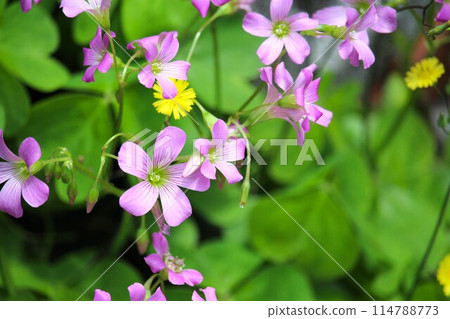 Beautiful flowers bloomed in the early summer garden Beautiful flowers bloomed in the early summer garden 114788773