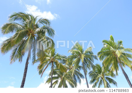 夏威夷的棕櫚樹伸向天空 114788983