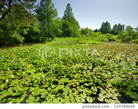東京下池善福寺公園 東京下池善福寺公園 114789049