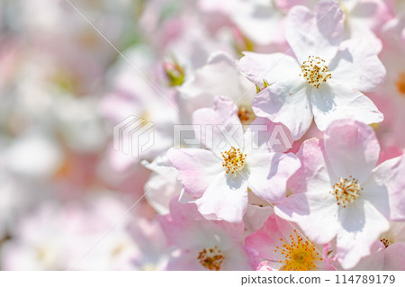 Pale pink dog rose close-up Pale pink dog rose close-up 114789179