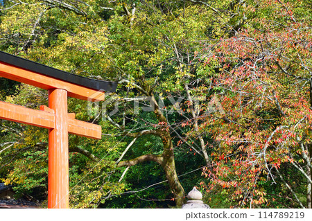 紅葉美麗的京都吉田神社(京都市左京區) 紅葉美麗的京都吉田神社(京都市左京區) 114789219